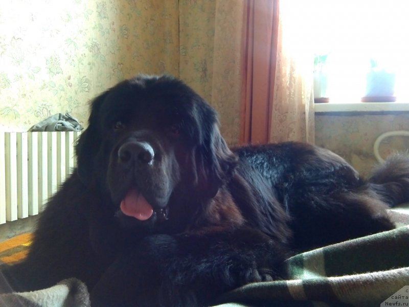 Фото: ньюфаундленд Черный Чанк с Берега Дона (Chernyj Chank s Berega Dona)