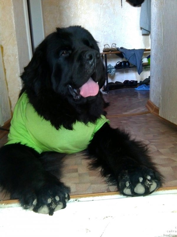 Фото: ньюфаундленд Черный Чанк с Берега Дона (Chernyj Chank s Berega Dona)