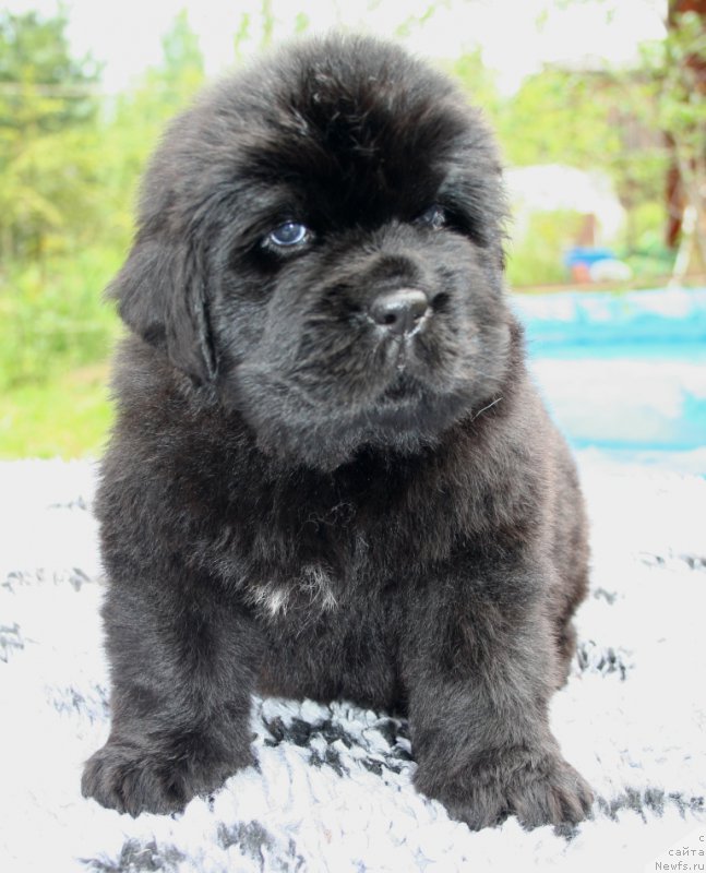 Фото: ньюфаундленд Черная Мафия Ше ис а Ладу (Chernaya Mafia She is a Lady)