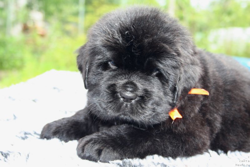 Фото: ньюфаундленд Черная Мафия Ше ис а Ладу (Chernaya Mafia She is a Lady)