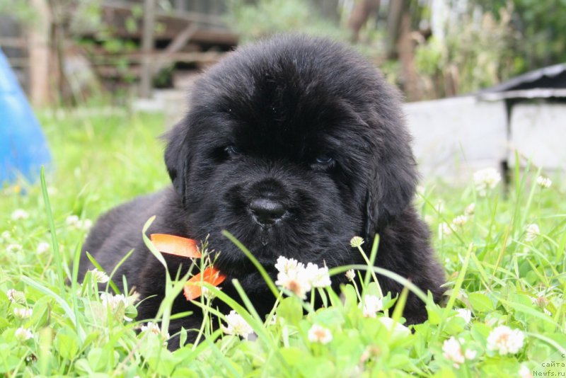 Фото: ньюфаундленд Черная Мафия Ше ис а Ладу (Chernaya Mafia She is a Lady)