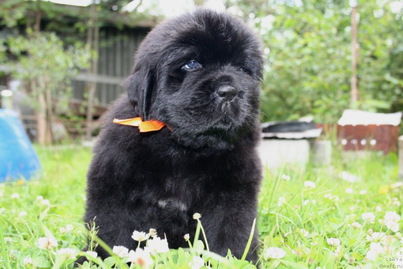 Фото: ньюфаундленд Черная Мафия Ше ис а Ладу (Chernaya Mafia She is a Lady)