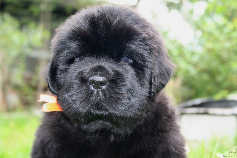 Фото: ньюфаундленд Черная Мафия Ше ис а Ладу (Chernaya Mafia She is a Lady)