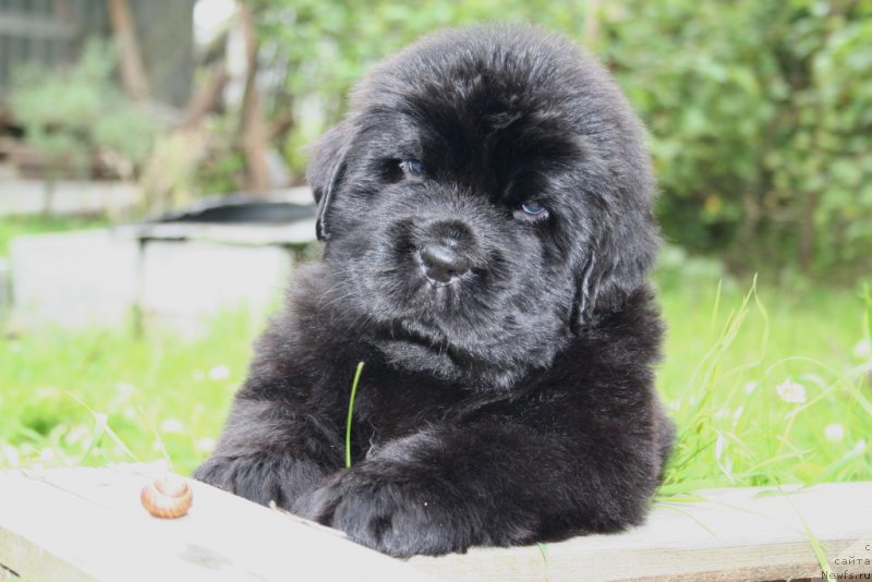 Фото: ньюфаундленд Черная Мафия Ше ис а Ладу (Chernaya Mafia She is a Lady)