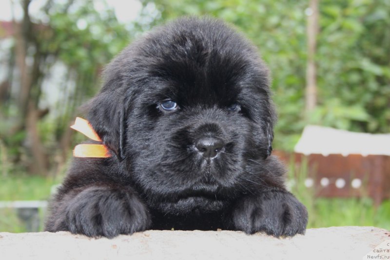 Фото: ньюфаундленд Черная Мафия Ше ис а Ладу (Chernaya Mafia She is a Lady)