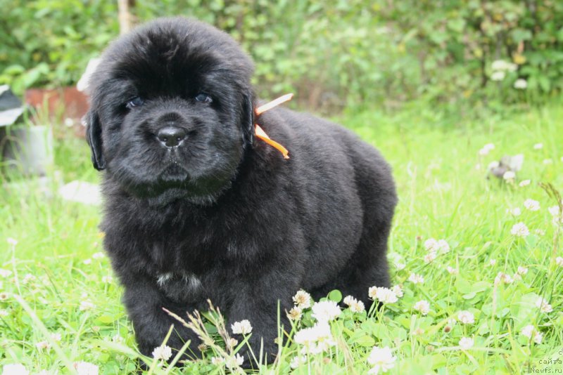 Фото: ньюфаундленд Черная Мафия Ше ис а Ладу (Chernaya Mafia She is a Lady)