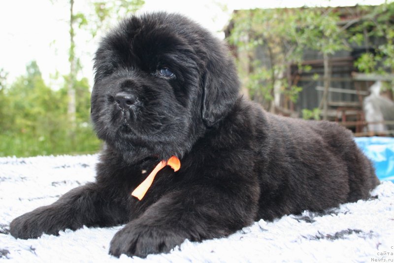 Фото: ньюфаундленд Черная Мафия Ше ис а Ладу (Chernaya Mafia She is a Lady)