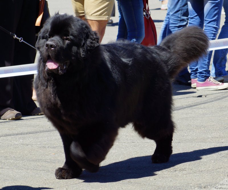 Фотография № 157485