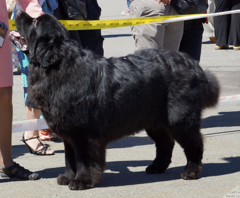 Фото: ньюфаундленд Сент Джонс Зона оф Файер