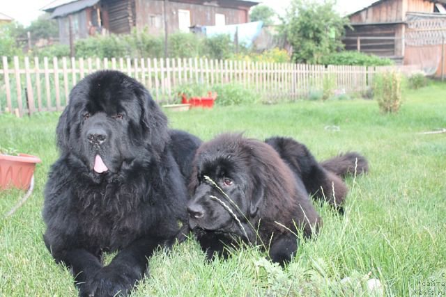 Фото: ньюфаундленд Rayout Happiness Midnight Bear, ньюфаундленд Бегущая по Волнам Шаолинь (Beguschaya po Volnam Shaolin)