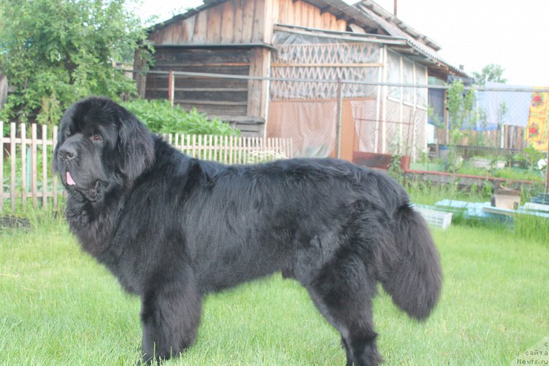 Фото: ньюфаундленд Бегущая по Волнам Шаолинь (Beguschaya po Volnam Shaolin)