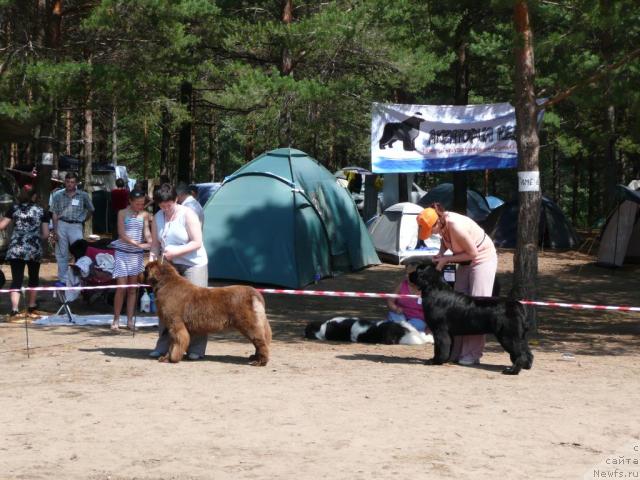 Фото: ньюфаундленд Amazing Grace vom Riesrand, ньюфаундленд Рокот Волны Варга Кара Аюлар (Rokot Volny Varga Kara Ayular)