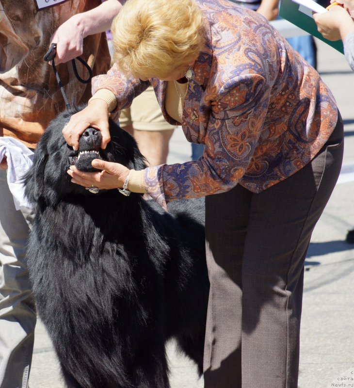 Фото: ньюфаундленд Би Перфект Аскер