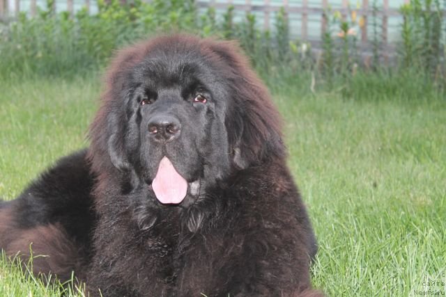 Фото: ньюфаундленд Rayout Happiness Midnight Bear