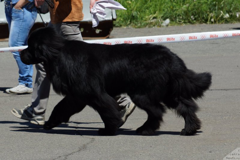 Фото: ньюфаундленд Би Перфект Аскер
