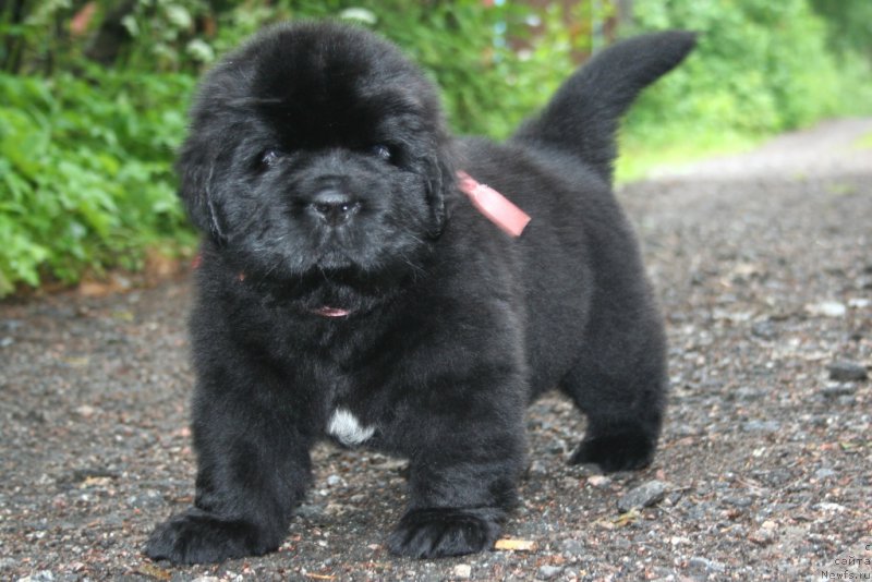 Фото: ньюфаундленд Черная Мафия Шенген Виза (Chernaya Mafia Shengen Visa)