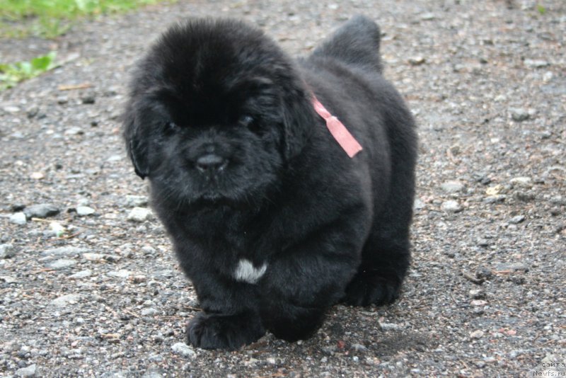 Фото: ньюфаундленд Черная Мафия Шенген Виза (Chernaya Mafia Shengen Visa)