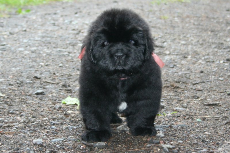 Фото: ньюфаундленд Черная Мафия Шенген Виза (Chernaya Mafia Shengen Visa)