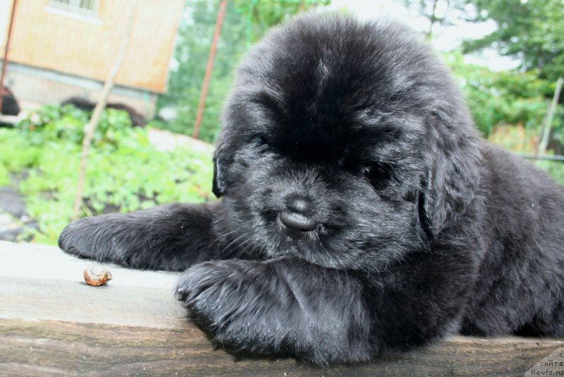 Фото: ньюфаундленд Черная Мафия Шенген Виза (Chernaya Mafia Shengen Visa)