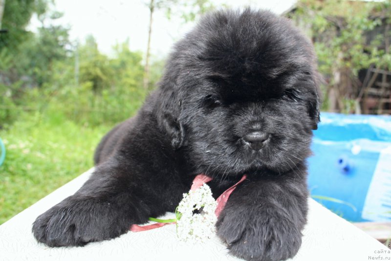 Фото: ньюфаундленд Черная Мафия Шенген Виза (Chernaya Mafia Shengen Visa)