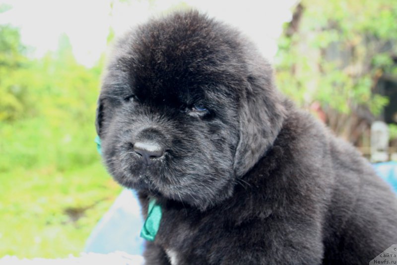 Фото: ньюфаундленд Черная Мафия Шапе оф му Хеарт (Chernaya Mafia Shape of my Heart)