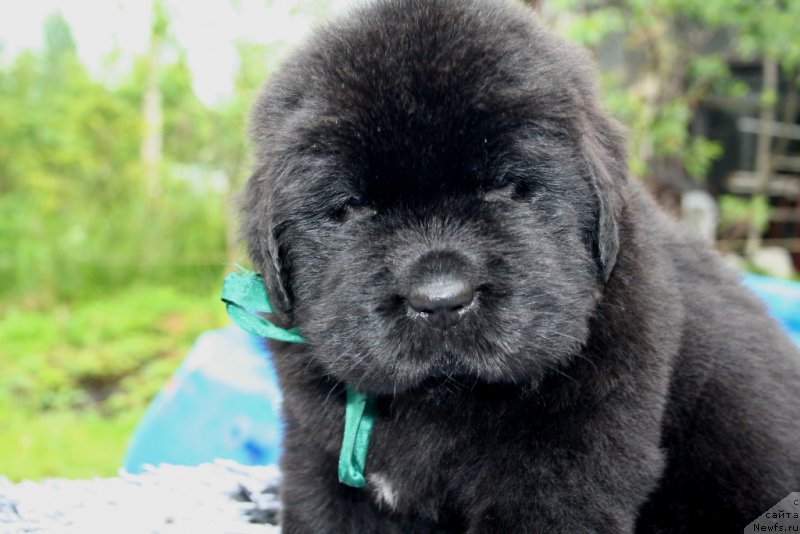 Фото: ньюфаундленд Черная Мафия Шапе оф му Хеарт (Chernaya Mafia Shape of my Heart)