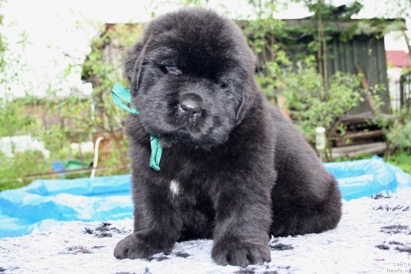 Фото: ньюфаундленд Черная Мафия Шапе оф му Хеарт (Chernaya Mafia Shape of my Heart)