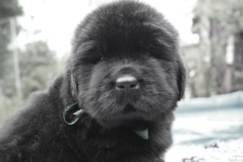 Фото: ньюфаундленд Черная Мафия Шапе оф му Хеарт (Chernaya Mafia Shape of my Heart)