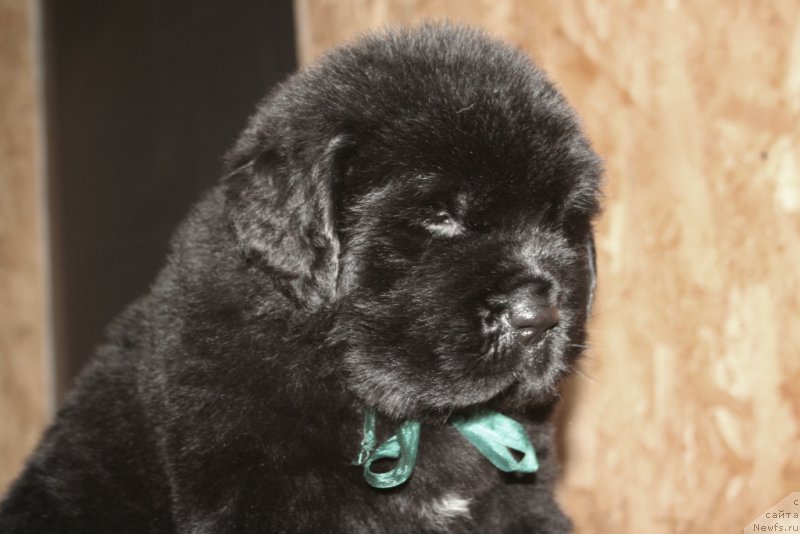 Фото: ньюфаундленд Черная Мафия Шапе оф му Хеарт (Chernaya Mafia Shape of my Heart)