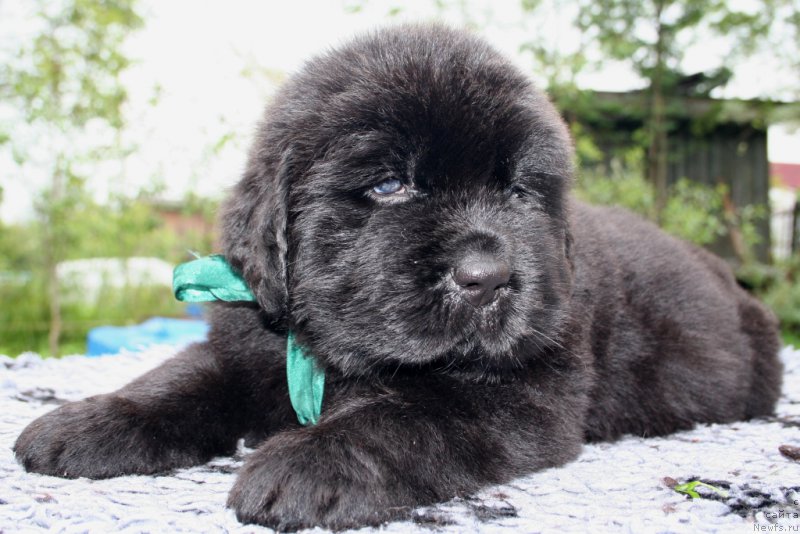 Фото: ньюфаундленд Черная Мафия Шапе оф му Хеарт (Chernaya Mafia Shape of my Heart)