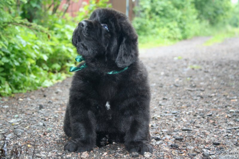 Фото: ньюфаундленд Черная Мафия Шапе оф му Хеарт (Chernaya Mafia Shape of my Heart)