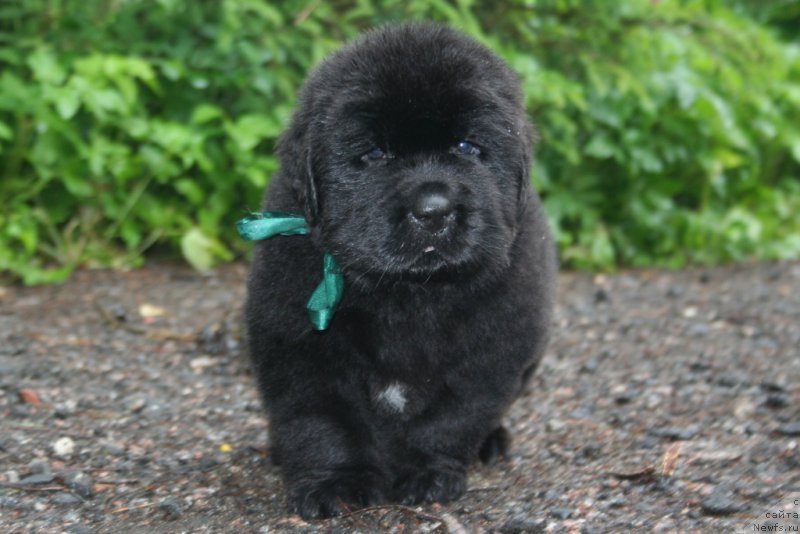 Фото: ньюфаундленд Черная Мафия Шапе оф му Хеарт (Chernaya Mafia Shape of my Heart)