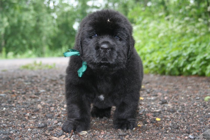Фото: ньюфаундленд Черная Мафия Шапе оф му Хеарт (Chernaya Mafia Shape of my Heart)