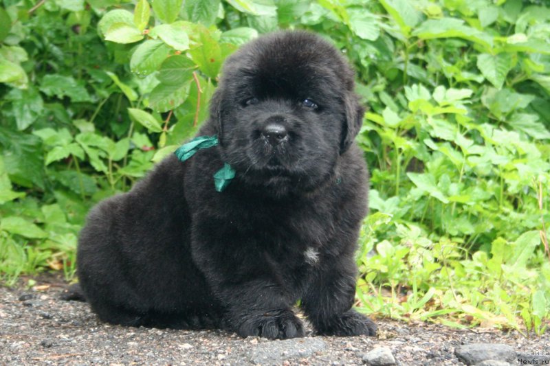 Фото: ньюфаундленд Черная Мафия Шапе оф му Хеарт (Chernaya Mafia Shape of my Heart)