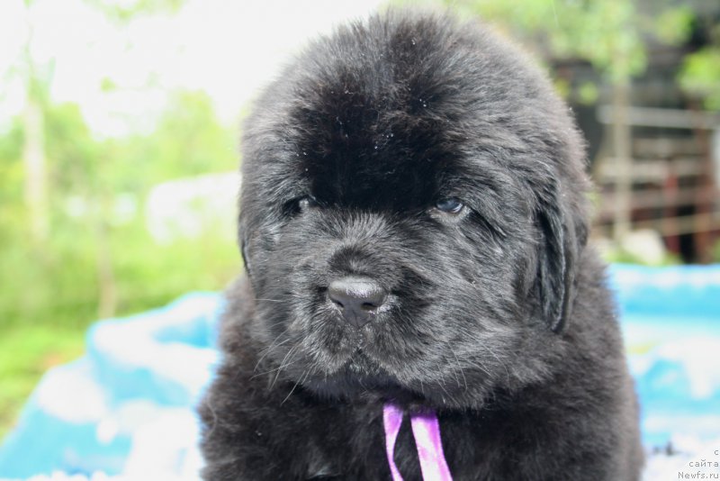 Фото: ньюфаундленд Черная Мафия Шродингер Тхеору (Chernaya Mafia Shrodinger Theory)