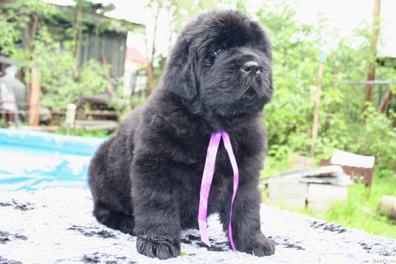 Фото: ньюфаундленд Черная Мафия Шродингер Тхеору (Chernaya Mafia Shrodinger Theory)