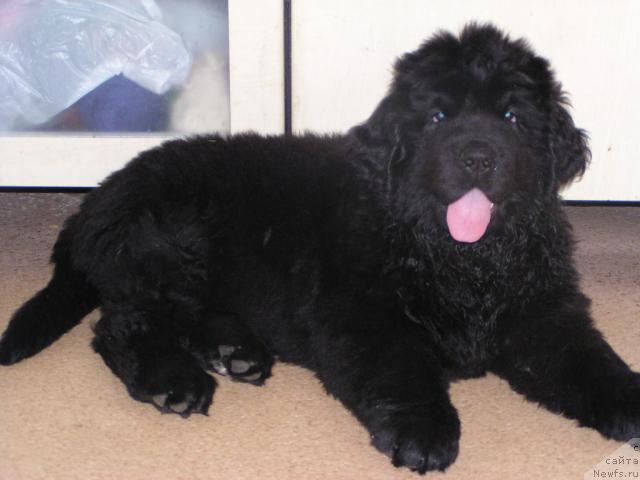 Фото: ньюфаундленд Плюшевая Панда Гретта Гарби