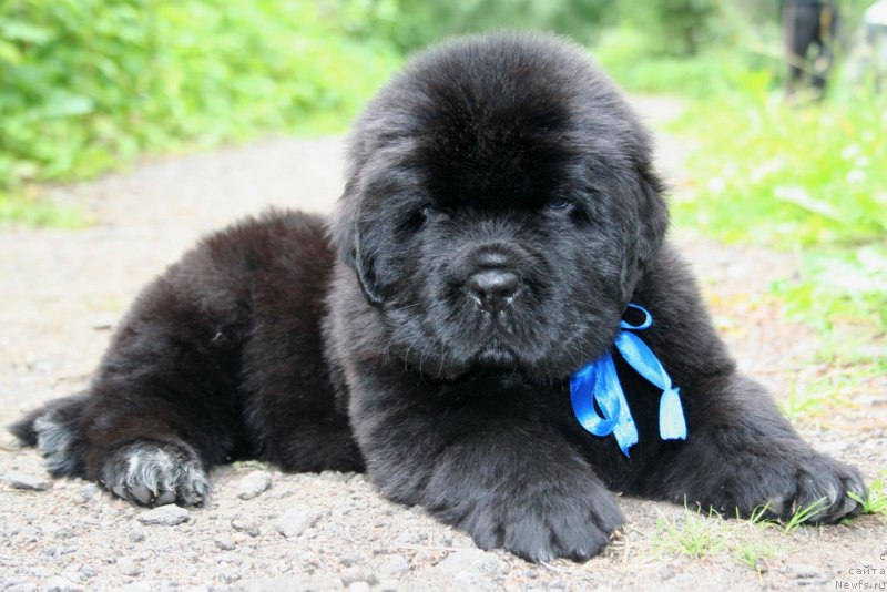 Фото: ньюфаундленд Черная Мафия Шаке анд Плау (Chernaya Mafia Shake and Play)