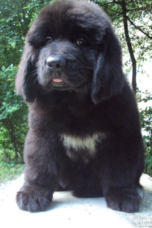 Фото: ньюфаундленд Big Sky Bear Kernel Yoshi