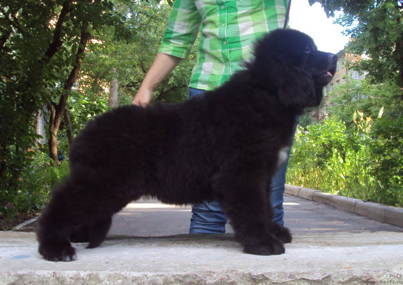 Фото: ньюфаундленд Big Sky Bear Kernel Yoshi