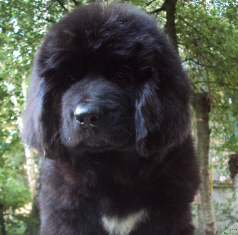 Фото: ньюфаундленд Big Sky Bear Kernel Yoshi