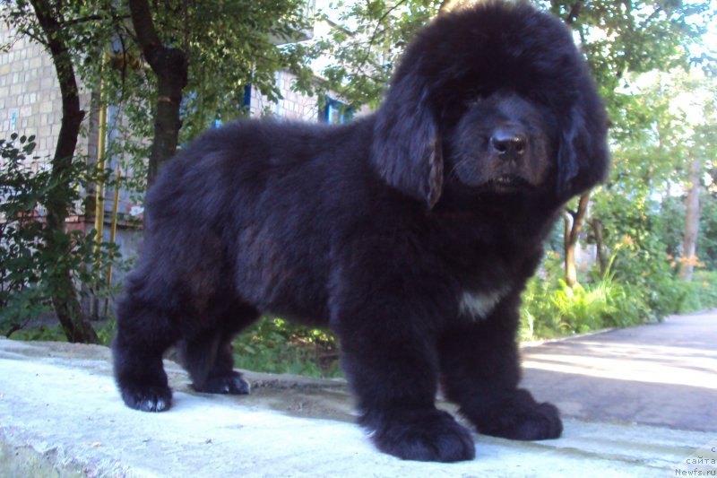 Фото: ньюфаундленд Big Sky Bear Kernel Yoshi