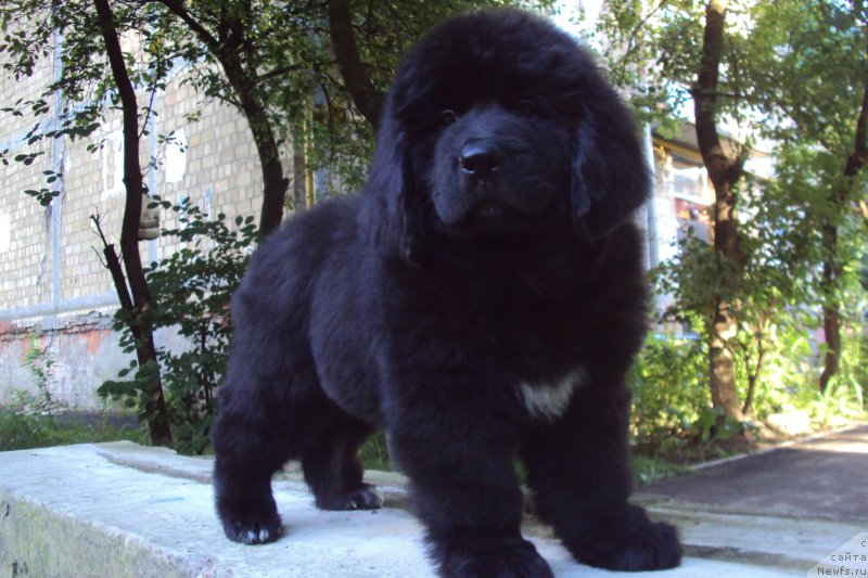 Фото: ньюфаундленд Big Sky Bear Kernel Yoshi