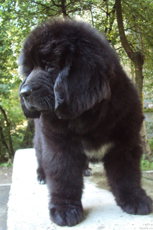 Фото: ньюфаундленд Big Sky Bear Kernel Yoshi