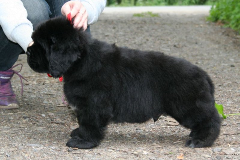 Фото: ньюфаундленд Черная Мафия Шорт анд Свеет (Chernaya Mafia Short and Sweet)