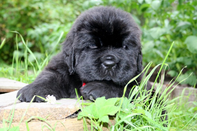 Фото: ньюфаундленд Черная Мафия Шорт анд Свеет (Chernaya Mafia Short and Sweet)