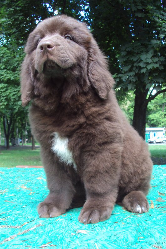 Фото: ньюфаундленд Big Sky Bear Kindle Ayumi