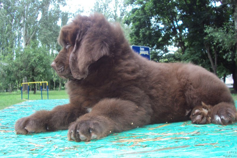 Фото: ньюфаундленд Big Sky Bear Kindle Ayumi