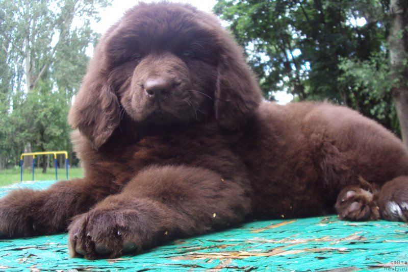 Фото: ньюфаундленд Big Sky Bear Kindle Ayumi