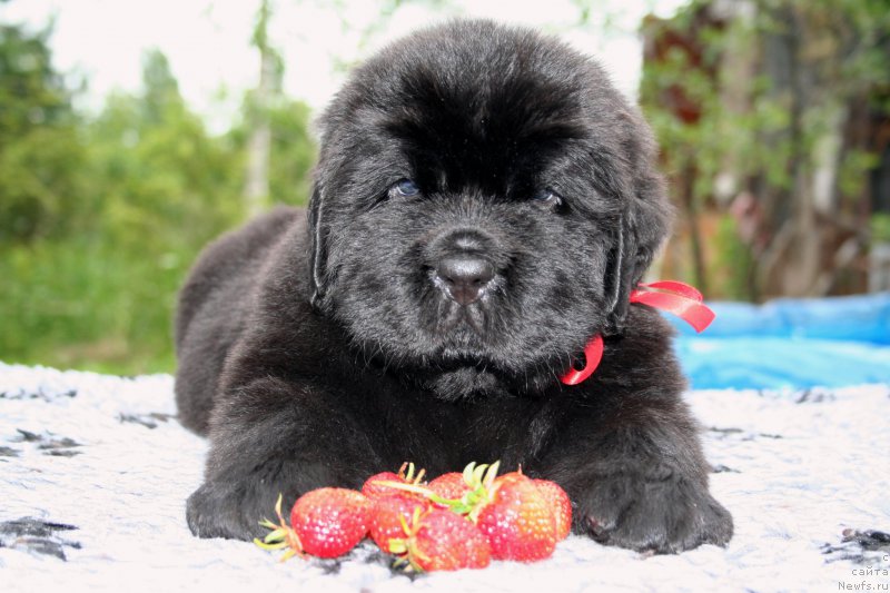 Фотография № 157646